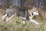 ALASKAN MALAMUTE 850